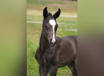 Westfaal, Hengst, 1 Jaar, Zwart