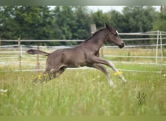 Westfaal, Hengst, 1 Jaar, Zwart
