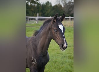 Westfaal, Hengst, 1 Jaar, Zwart