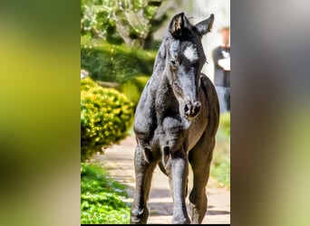 Westfaal, Hengst, 1 Jaar, Zwart