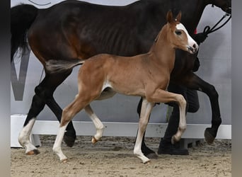 Westfaal, Hengst, 1 Jaar, Zwartbruin