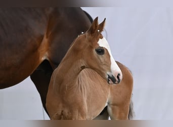 Westfaal, Hengst, 1 Jaar, Zwartbruin