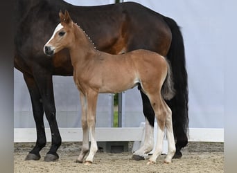 Westfaal, Hengst, 1 Jaar, Zwartbruin