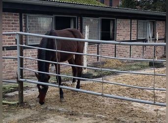 Westfaal, Hengst, 2 Jaar, 157 cm, Donkerbruin