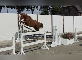 Westfaal, Hengst, 2 Jaar, 157 cm, Vos