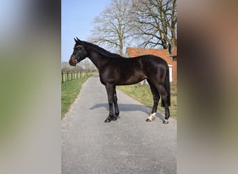 Westfaal, Hengst, 2 Jaar, 160 cm, Zwartbruin