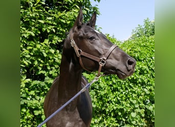 Westfaal, Hengst, 2 Jaar, 161 cm, Donkerbruin