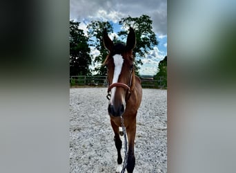 Westfaal, Hengst, 2 Jaar, 163 cm, Bruin