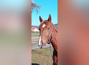 Westfaal, Hengst, 2 Jaar, 165 cm, Donkere-vos