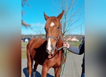 Westfaal, Hengst, 2 Jaar, 165 cm, Donkere-vos