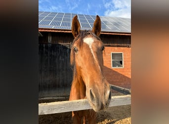 Westfaal, Hengst, 2 Jaar, 165 cm, Donkere-vos