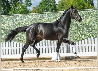 Westfaal, Hengst, 2 Jaar, 166 cm, Zwartbruin