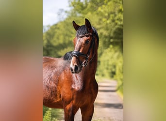 Westfaal, Hengst, 2 Jaar, 167 cm, Bruin