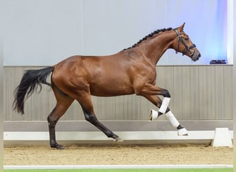 Westfaal, Hengst, 2 Jaar, 167 cm, Bruin
