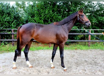 Westfaal, Hengst, 2 Jaar, 167 cm, Bruin