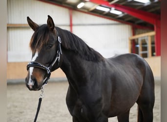 Westfaal, Hengst, 2 Jaar, 167 cm, Donkerbruin