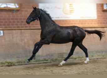 Westfaal, Hengst, 2 Jaar, 168 cm, Zwart