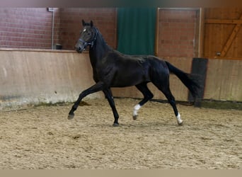 Westfaal, Hengst, 2 Jaar, 168 cm, Zwart