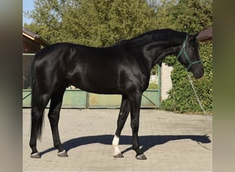 Westfaal, Hengst, 2 Jaar, 169 cm, Donkerbruin