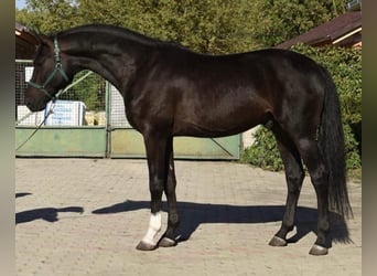 Westfaal, Hengst, 2 Jaar, 169 cm, Donkerbruin