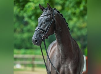Westfaal, Hengst, 2 Jaar, 169 cm, Zwart