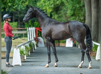 Westfaal, Hengst, 2 Jaar, 169 cm, Zwart