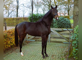 Westfaal, Hengst, 2 Jaar, 170 cm, Donkerbruin