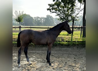 Westfaal, Hengst, 2 Jaar, 170 cm, Schimmel
