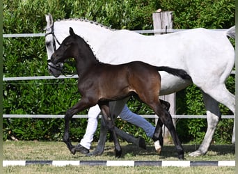 Westfaal, Hengst, 2 Jaar, 170 cm, Zwartschimmel