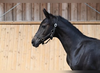 Westfaal, Hengst, 2 Jaar, 170 cm, Zwartschimmel