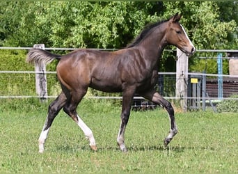 Westfaal, Hengst, 2 Jaar, 173 cm, Zwartbruin