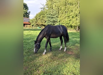 Westfaal, Hengst, 2 Jaar, Appelschimmel