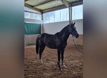 Westfaal, Hengst, 2 Jaar, Appelschimmel