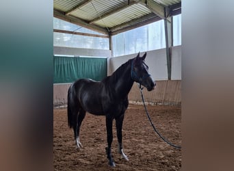 Westfaal, Hengst, 2 Jaar, Appelschimmel