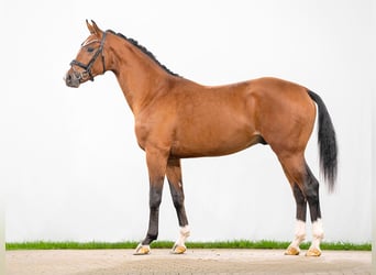 Westfaal, Hengst, 2 Jaar, Brauner