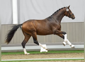 Westfaal, Hengst, 2 Jaar, Bruin