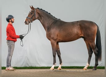 Westfaal, Hengst, 2 Jaar, Bruin