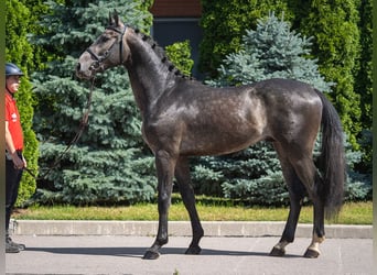 Westfaal, Hengst, 2 Jaar, Bruin