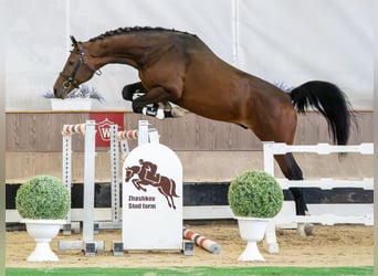 Westfaal, Hengst, 2 Jaar, Bruin
