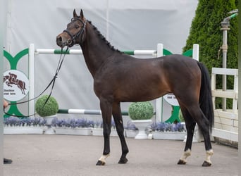 Westfaal, Hengst, 2 Jaar, Bruin