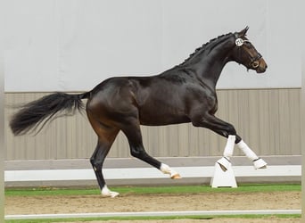 Westfaal, Hengst, 2 Jaar, Donkerbruin