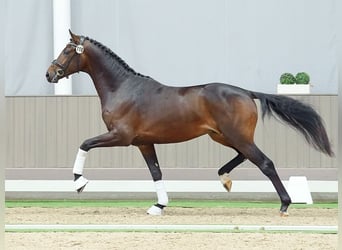 Westfaal, Hengst, 2 Jaar, Donkerbruin