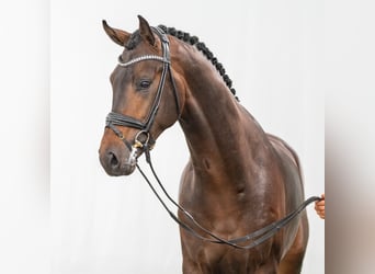 Westfaal, Hengst, 2 Jaar, Donkerbruin