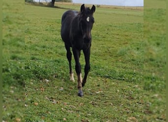 Westfaal, Hengst, 2 Jaar, Donkerbruin