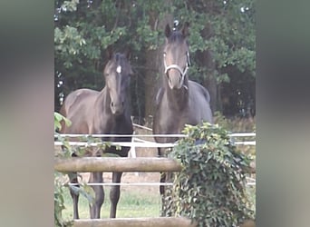Westfaal, Hengst, 2 Jaar, Donkerbruin