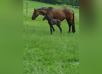 Westfaal, Hengst, 2 Jaar, Donkerbruin