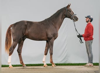 Westfaal, Hengst, 2 Jaar, Donkere-vos