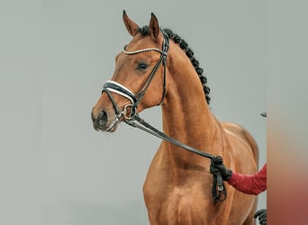 Westfaal, Hengst, 2 Jaar, Lichtbruin