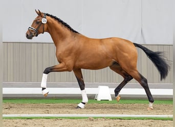 Westfaal, Hengst, 2 Jaar, Lichtbruin