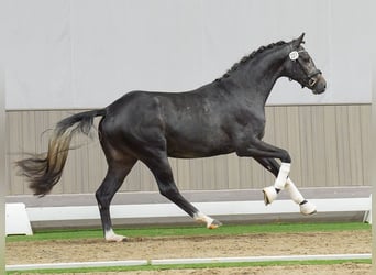 Westfaal, Hengst, 2 Jaar, Schimmel